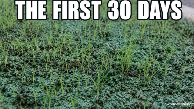 Fine pale-green grass seedlings emerging unevenly through a faded green hydroseed mulch crust, water droplets clinging to the young blades after a light watering, the edge of a paved path visible at the top corner, and the words “The First 30 Days” set across the top
