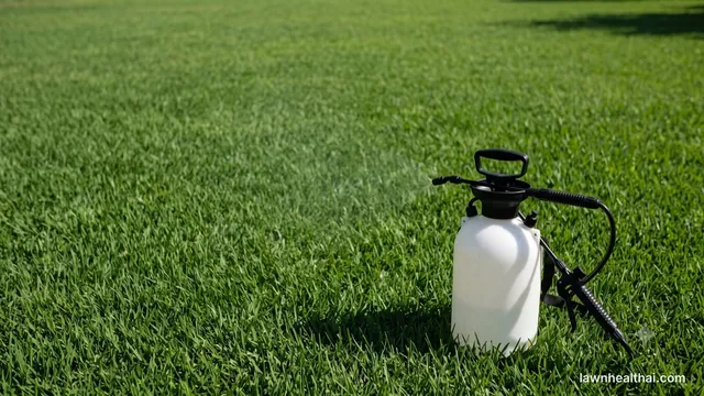 Pump sprayer applying selective herbicide to a Bermuda grass lawn