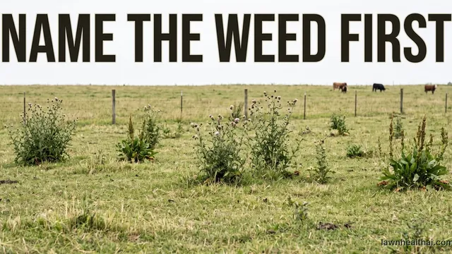 A grazed pasture with clumps of flowering thistle and broad-leaved dock standing well above the forage, a wire fence line behind them and cattle small and out of focus in the distance, with the words “Name the Weed First” set across the top of the frame