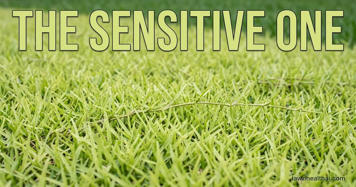 Close-up of the light apple-green blades and coarse stolons of a centipedegrass lawn showing its characteristic pale colour against darker turf beyond, with the words “The Sensitive One” set across the top of the frame