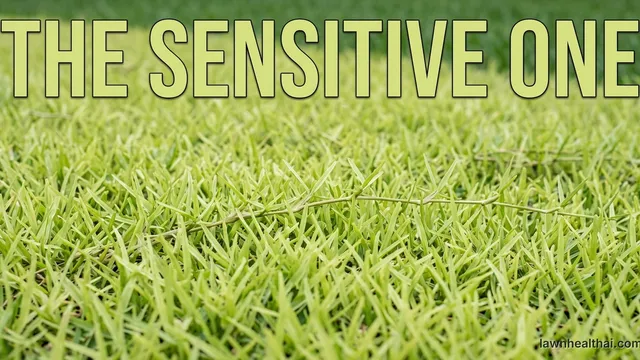 Close-up of the light apple-green blades and coarse stolons of a centipedegrass lawn showing its characteristic pale colour against darker turf beyond, with the words “The Sensitive One” set across the top of the frame