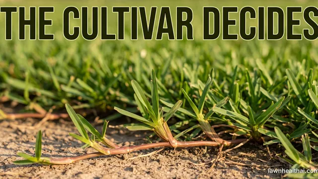 Close-up of coarse-bladed St. Augustine grass runners spreading across bare soil at the edge of a lawn, broad flat leaf blades clearly visible, with the words “The Cultivar Decides” set across the top of the frame