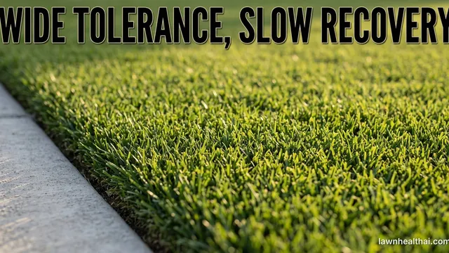 Close-up of a dense zoysiagrass lawn showing its fine stiff blades and tight growth habit with a sharp mown edge against a path, the words “Wide Tolerance, Slow Recovery” set across the top of the frame