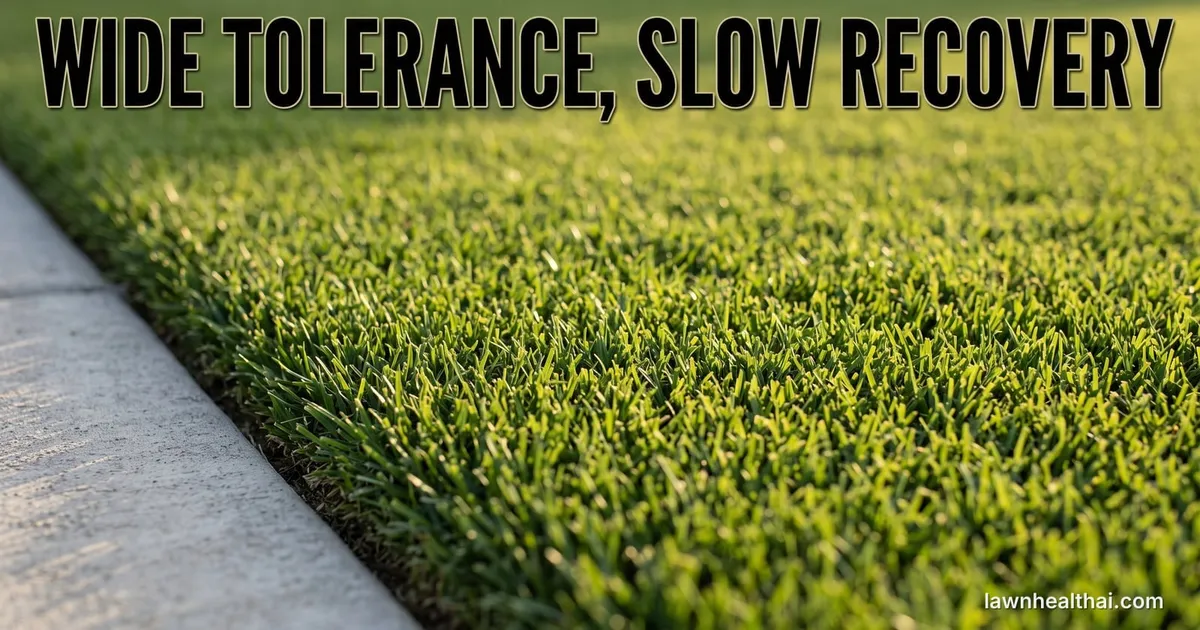 Close-up of a dense zoysiagrass lawn showing its fine stiff blades and tight growth habit with a sharp mown edge against a path, the words “Wide Tolerance, Slow Recovery” set across the top of the frame