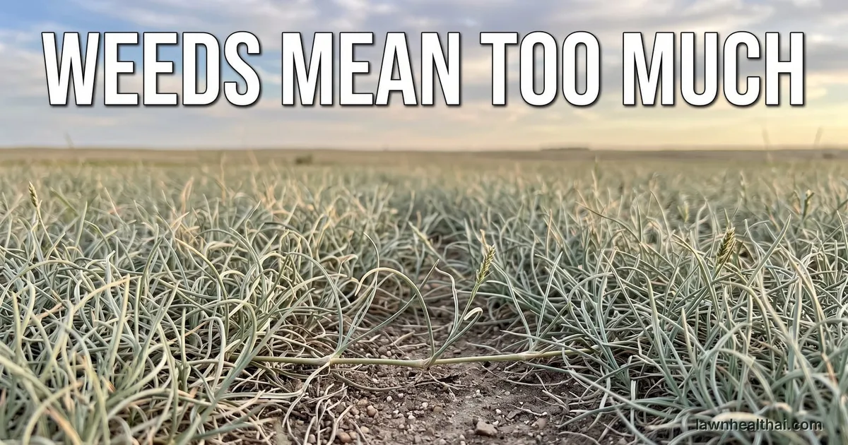 A close view of fine curling grey-green buffalograss blades forming a soft low unmown prairie-like turf, with a visible surface stolon running across the ground and open sky above the flat horizon, and the words “Weeds Mean Too Much” set across the top of the frame