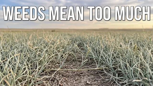 A close view of fine curling grey-green buffalograss blades forming a soft low unmown prairie-like turf, with a visible surface stolon running across the ground and open sky above the flat horizon, and the words “Weeds Mean Too Much” set across the top of the frame