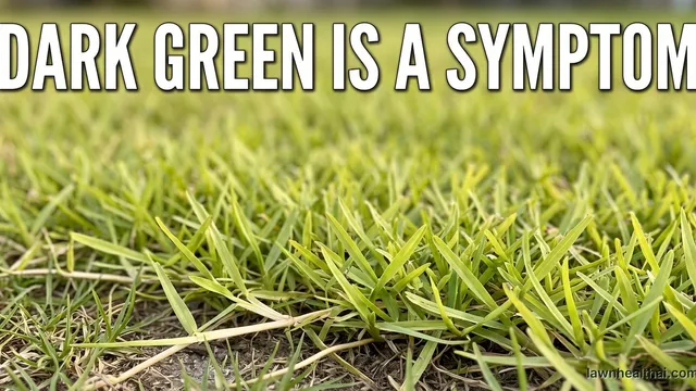 A close view at grass level of pale apple-green centipede grass with medium-textured blades and visible creeping stolons running across the soil surface, with the words “Dark Green Is A Symptom” set across the top of the frame