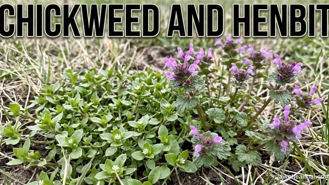 Two winter annual weeds growing side by side in thin, partly dormant turf: a low spreading mat of small paired oval leaves carrying tiny white flowers on the left, and upright square-stemmed plants with rounded scalloped leaves and pink-purple hooded flowers on the right, with straw-coloured grass and bare soil between them, and the words “Chickweed and Henbit” set across the top