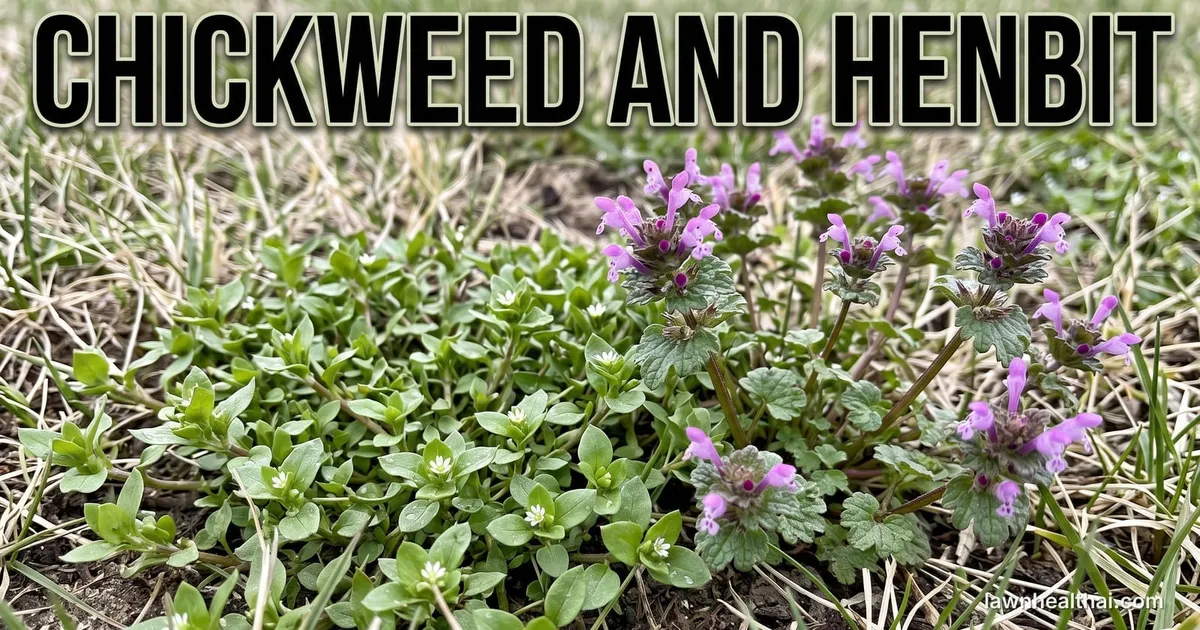 Two winter annual weeds growing side by side in thin, partly dormant turf: a low spreading mat of small paired oval leaves carrying tiny white flowers on the left, and upright square-stemmed plants with rounded scalloped leaves and pink-purple hooded flowers on the right, with straw-coloured grass and bare soil between them, and the words “Chickweed and Henbit” set across the top