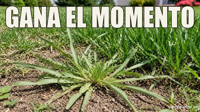 Una mata de pata de gallo abriéndose en abanico a ras de suelo desnudo en un césped por lo demás erguido, con espigas en forma de dedos, con las palabras “GANA EL MOMENTO” dispuestas en la parte superior del encuadre