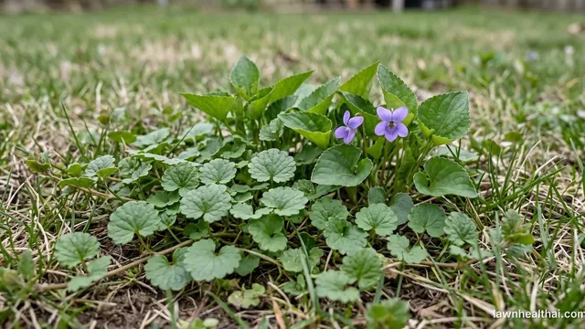 A mat of round scalloped creeping Charlie leaves spreading across thin lawn grass, with heart-shaped wild violet leaves and two purple violet flowers growing among them