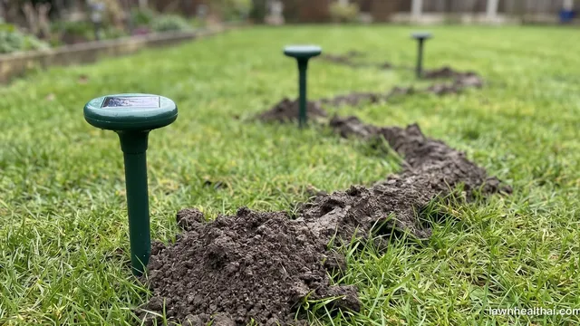 A row of solar-powered ultrasonic repeller stakes pushed into a lawn, with a fresh raised soil ridge from a burrowing animal running directly past their bases