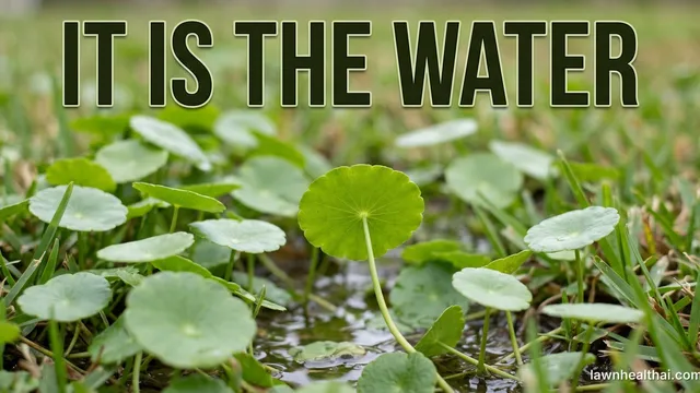 A patch of round bright green dollarweed leaves like miniature lily pads spreading through thin St. Augustine turf on visibly wet low ground, one leaf turned to show the stem joining at the centre rather than the edge, with the words “It Is the Water” set across the top of the frame