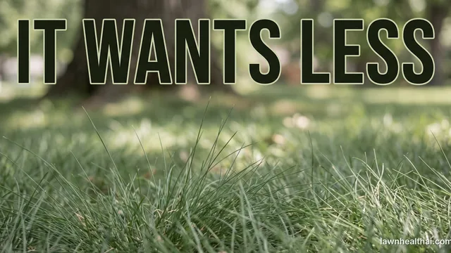 A close view of very fine needle-like fescue blades forming a soft flowing unmown-looking lawn in dappled light beneath a tree, the texture visibly finer than ordinary turf, with the words “It Wants Less” set across the top of the frame