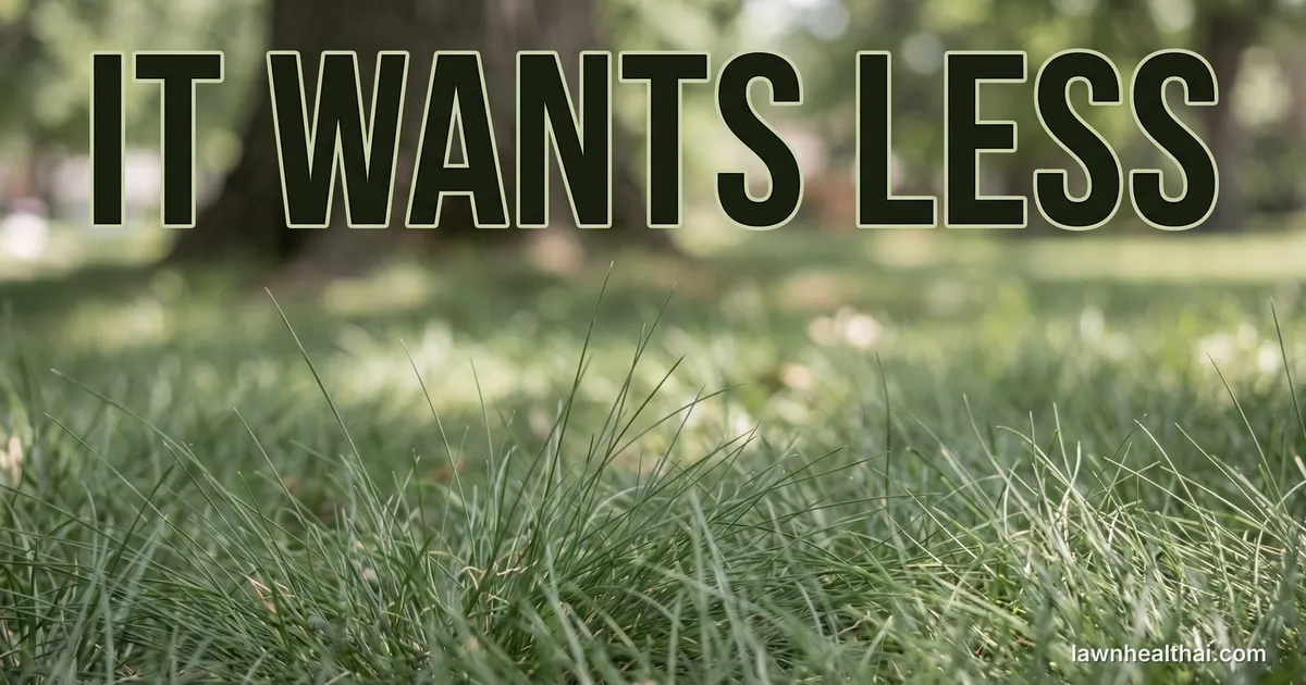 A close view of very fine needle-like fescue blades forming a soft flowing unmown-looking lawn in dappled light beneath a tree, the texture visibly finer than ordinary turf, with the words “It Wants Less” set across the top of the frame