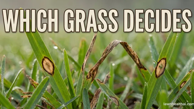 A macro view of grass blades carrying oval tan lesions with dark brown borders, several blades collapsed and blighted behind them in humid morning light, with the words “Which Grass Decides” set across the top of the frame