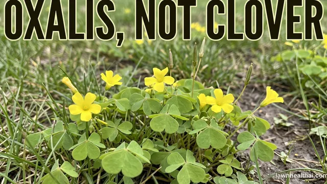 A clump of yellow woodsorrel growing through thin grass, its three heart-shaped leaflets clearly notched at the tips, several five-petalled yellow flowers open among them and slim upright seed capsules standing above the foliage, with the words “Oxalis, Not Clover” set across the top