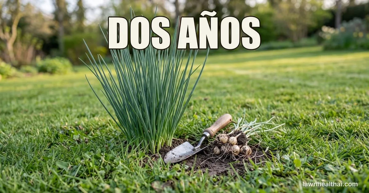 Una mata de hojas altas y delgadas de cebolla silvestre asomando muy por encima del césped segado de alrededor, con una desplantadora de mano y un grupo de bulbos levantados a su lado, con las palabras “DOS AÑOS” dispuestas en la parte superior del encuadre