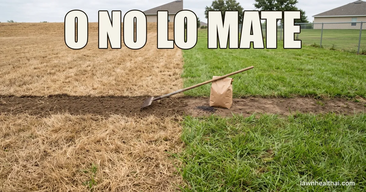 Un césped medio eliminado hasta quedar hierba muerta color paja y medio todavía verde, con un rastrillo y una bolsa de semilla sobre la franja desnuda ya preparada entre los dos, con las palabras “O NO LO MATE” dispuestas en la parte superior del encuadre