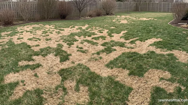 A cool-season lawn in early spring with straw-brown patches of dormant bermudagrass spreading in irregular fingers across much of the green fescue, a wooden fence and bare shrubs behind