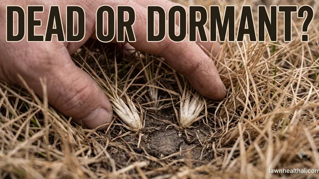 A hand parting straw-brown dormant turf to expose two grass crowns at the soil line, both still firm and cream-white rather than shrivelled, with a few green blades among the brown, and the words “Dead or Dormant?” set across the top