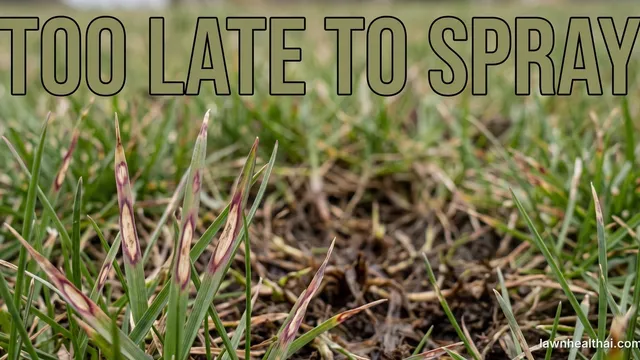 A close view of Kentucky bluegrass blades marked with football-shaped lesions — tan centres inside dark purplish-red borders — above a thinning patch of turf where the crowns have rotted brown, in overcast spring light, with the words “Too Late To Spray” set across the top of the frame