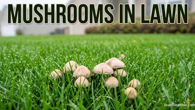 A cluster of small pale tan mushrooms pushing up through dense green grass beaded with dew, photographed at ground level with a suburban house and shrub border soft behind, and the words “Mushrooms in Lawn” set across the top