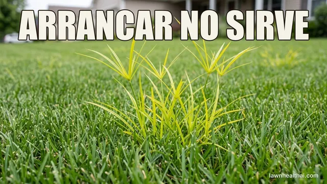 Coquillo amarillo asomando por encima del césped segado, con un recuadro que muestra su tallo triangular y los tubérculos subterráneos que le permiten rebrotar, con las palabras “ARRANCAR NO SIRVE” dispuestas en la parte superior del encuadre