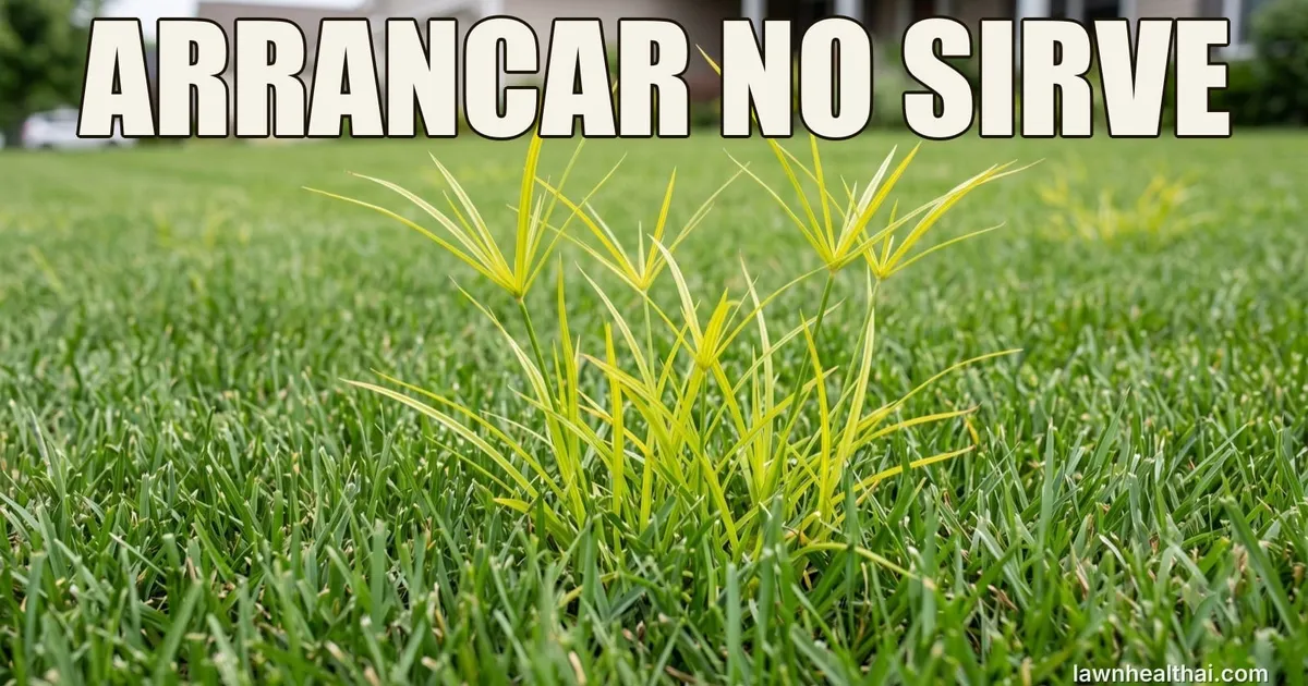 Coquillo amarillo asomando por encima del césped segado, con un recuadro que muestra su tallo triangular y los tubérculos subterráneos que le permiten rebrotar, con las palabras “ARRANCAR NO SIRVE” dispuestas en la parte superior del encuadre