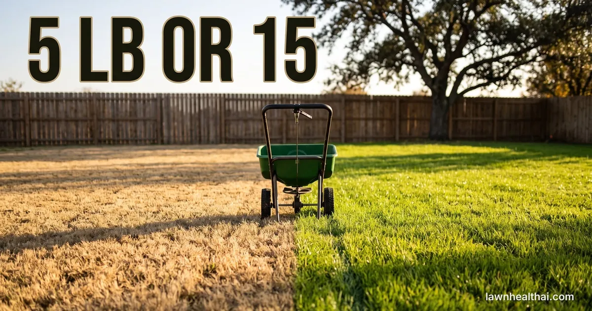 A warm-season lawn in late autumn split down the middle: dormant straw-tan bermudagrass on one side and bright green overseeded ryegrass on the other, with a walk-behind spreader standing on the line between them and the words “5 LB OR 15” set across the top of the frame