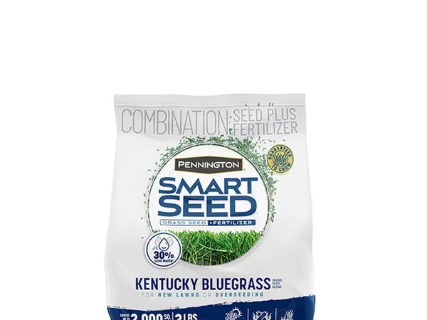 Pennington Smart Seed Kentucky Bluegrass Blend — fotografía de producto de la semilla de césped sobre fondo liso