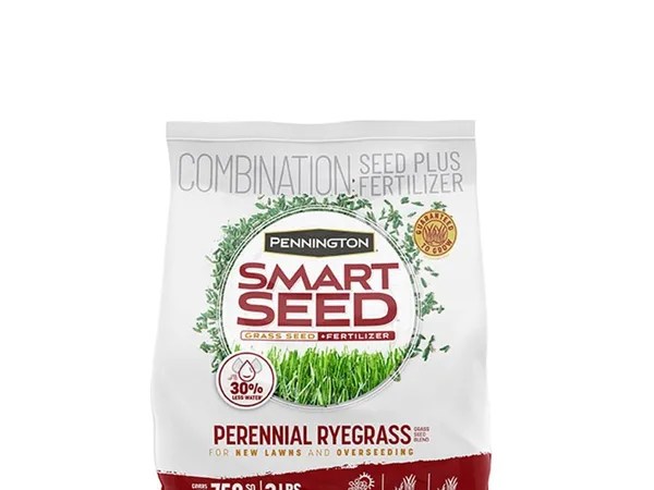 Pennington Smart Seed Perennial Ryegrass (3 lb) — fotografía de producto de la semilla de césped sobre fondo liso