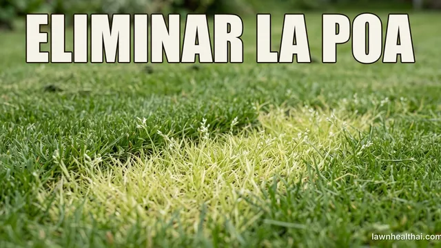 Rodales de poa anual de color verde pálido con espigas blanquecinas destacando sobre un césped más oscuro, fotografiados a ras de suelo, con las palabras “ELIMINAR LA POA” dispuestas en la parte superior del encuadre