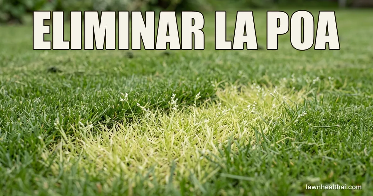 Rodales de poa anual de color verde pálido con espigas blanquecinas destacando sobre un césped más oscuro, fotografiados a ras de suelo, con las palabras “ELIMINAR LA POA” dispuestas en la parte superior del encuadre