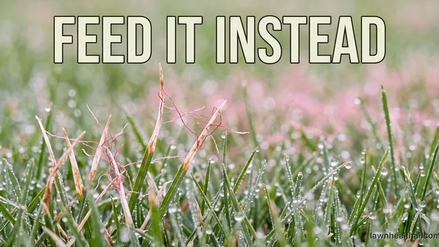 A close view of cool-season lawn showing bleached tan leaf tips with fine bright red thread-like strands of fungus emerging from them, the surrounding patch carrying a pink cast in damp morning light, with the words “Feed It Instead” set across the top of the frame