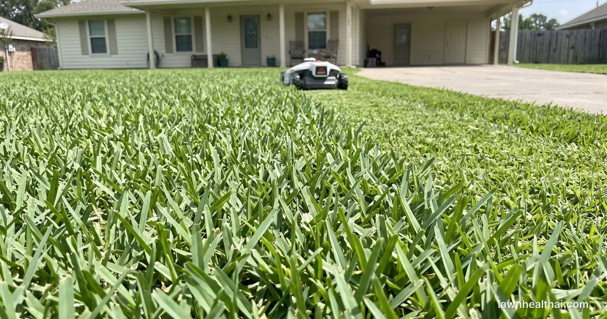 A robotic mower crossing a dense St. Augustine grass lawn with wide coarse blades, in front of a single-story Southern house