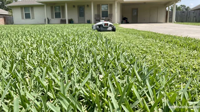 A robotic mower crossing a dense St. Augustine grass lawn with wide coarse blades, in front of a single-story Southern house