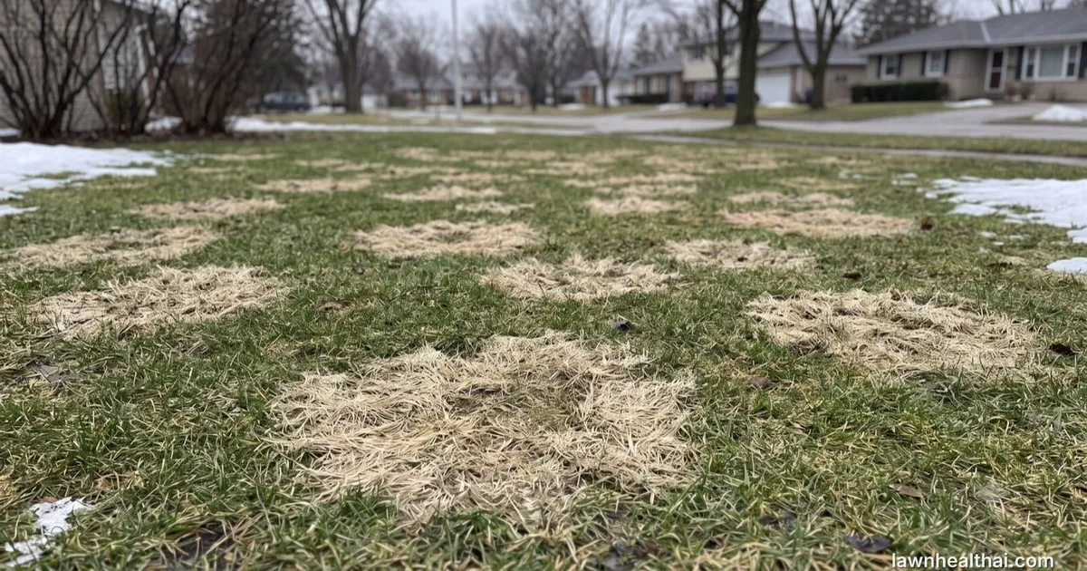 Matted gray snow mold circles revealed on a lawn after spring snowmelt — Delaware