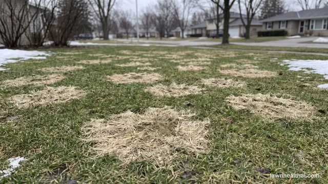 Matted gray snow mold circles revealed on a lawn after spring snowmelt