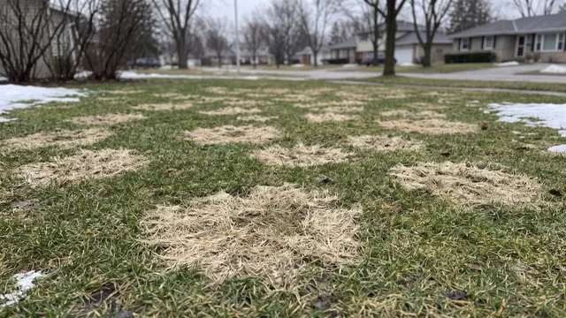 Matted gray snow mold circles revealed on a lawn after spring snowmelt