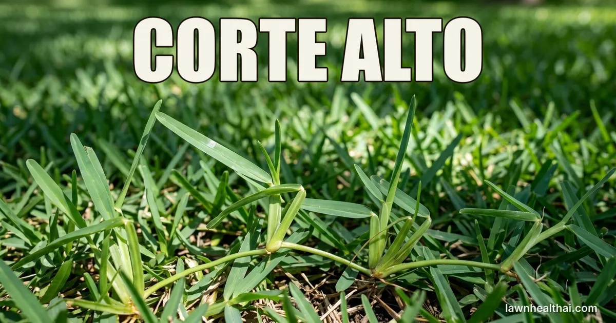 Un césped San Agustín frondoso que muestra sus características hojas anchas y gruesas de color verde azulado bajo luz moteada, con las palabras “CORTE ALTO” dispuestas en la parte superior del encuadre