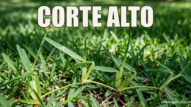 Un césped San Agustín frondoso que muestra sus características hojas anchas y gruesas de color verde azulado bajo luz moteada, con las palabras “CORTE ALTO” dispuestas en la parte superior del encuadre