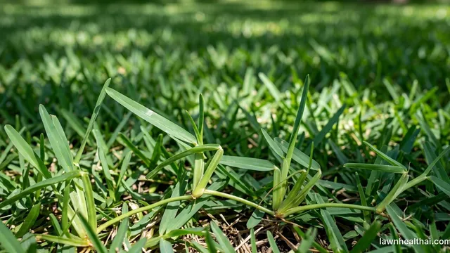A lush St. Augustine lawn showing its characteristic broad, coarse blue-green blades in dappled light