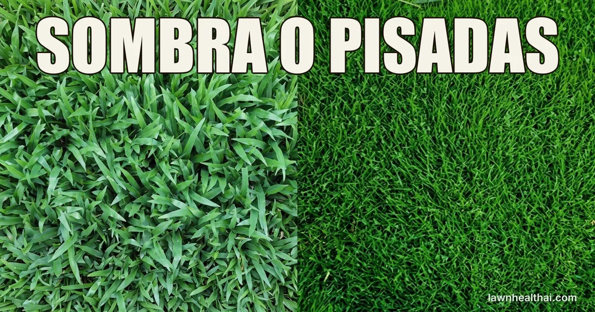 Comparación partida de dos céspedes vistos desde arriba: a la izquierda las hojas anchas y bastas del San Agustín, a la derecha la hoja fina y densa de la zoysia, con las palabras “SOMBRA O PISADAS” dispuestas en la parte superior del encuadre