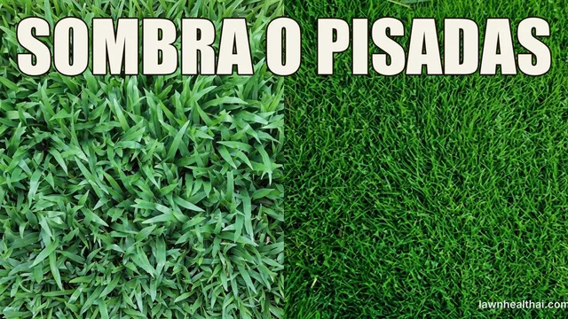 Comparación partida de dos céspedes vistos desde arriba: a la izquierda las hojas anchas y bastas del San Agustín, a la derecha la hoja fina y densa de la zoysia, con las palabras “SOMBRA O PISADAS” dispuestas en la parte superior del encuadre