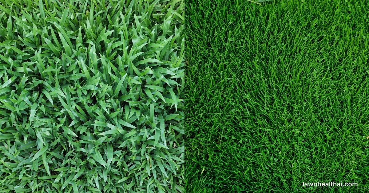 Split comparison of two lawns: coarse broad St. Augustine blades on the left, fine dense Zoysia on the right