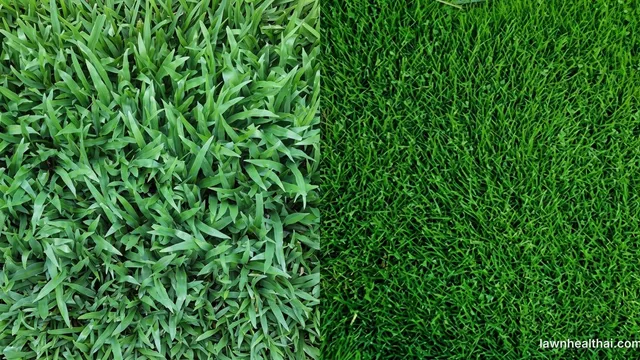 Split comparison of two lawns: coarse broad St. Augustine blades on the left, fine dense Zoysia on the right