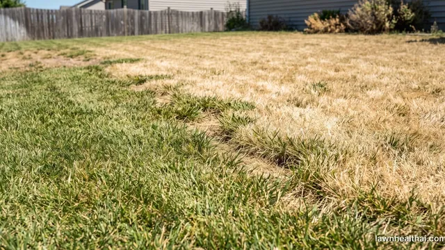 A home lawn in midsummer under hard bright sunlight, the near half still green and the far half faded to straw colour where the grass has gone dormant, a fence and house behind
