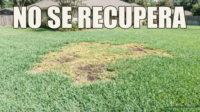 Un parche grande e irregular en un césped sureño de estación cálida donde el pasto se ha ralado hasta quedar amarillento y pardo pajizo con suelo desnudo asomando, rodeado de césped verde denso y sano, con una casa de ladrillo de una planta al fondo, con las palabras “NO SE RECUPERA” dispuestas en la parte superior del encuadre