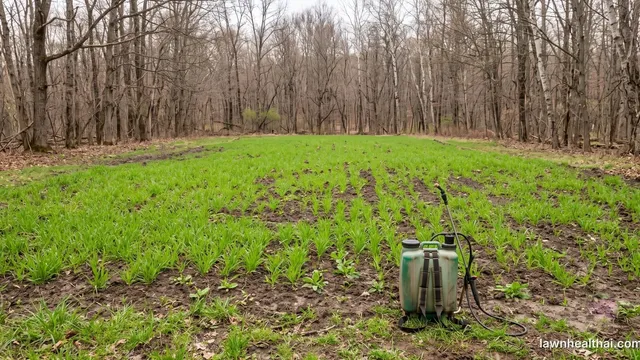 A young cereal food plot at the tillering stage in a woodland clearing, soil still visible between the rows, with broadleaf weeds coming through and a backpack sprayer standing in the plot